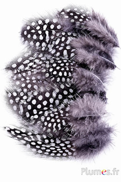 Perlhuhn - 3-6 cm - antrazit